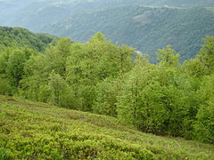 Forêt de feuillus dans l'Osogovo, dans l'Est du pays.