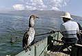 Pêcheur et cormoran