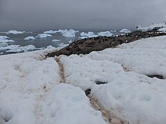 Rookerie de manchots papous à Cuverville Island Péninsule Antarctique. Au premier plan, les sentiers tracés dans la neige par les oiseaux.