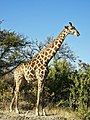 25 mai 2011 Sophie la girafe fête ses 50 ans. Ou arbitre WP observant de haut les débats en cours.