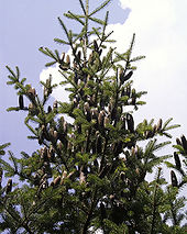 Le 1er mai 1987, le sapin baumier est devenu l'emblème arboricole provincial du Nouveau-Brunswick, pour sa présence dans les forêts et son importance autant pour l'industrie des pâtes et papier que pour la tradition de l'arbre de Noël.