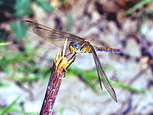 Un insecte très allongé bleu et jaune brillants avec de grandes ailes transparentes en équilibre sur une tige coupée.