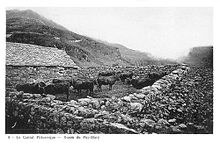 Photo noir et blanc montrant des vaches très sombres à longues cornes dans un clos de pierres sèches.