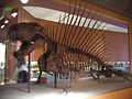 Dimetrodon grandis, musée national d'histoire naturelle des États-Unis.