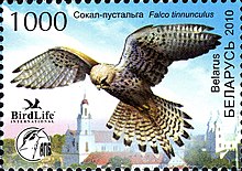 Reproduction d'un timbre représentant un Faucon crécerelle planant au-dessus d'une ville