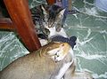 12 mai 2010 Chat bouffant un chien pour son quatre heures. Beware of cats !