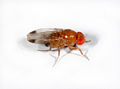 Drosophila suzukii: enkele vlek op vleugel.