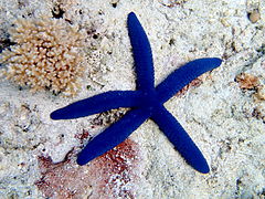 Linckia laevigata (étoile de mer bleue)