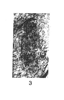 Donacia dubia 1937 N. Théobald Holotype éch.R698 x3 p.177 pl. III Insectes du Sannoisien de Kleinkembs.