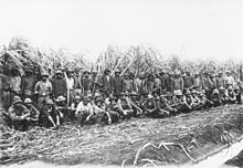 South Sea Islander men standing in front of a row of sugarcane.