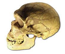 Photo en plan serré sur fond blanc du profil gauche entier d'un crâne d'un Néandertal reconstitué.