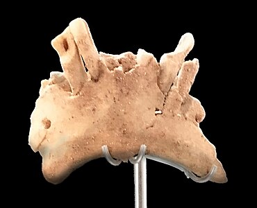 La mandibule humaine de 1,22 Ma[14] de la Sima del Elefante exposée au musée de l'Évolution humaine de Burgos, un des plus vieux restes humains d'Europe de l'ouest.