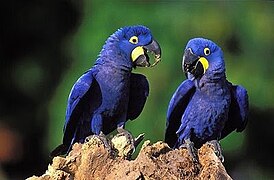 Perroquets Aras bleus