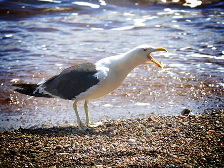Free Gull Beach photo and picture