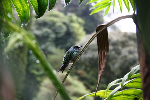 Free Humming-Bird Panama photo and picture