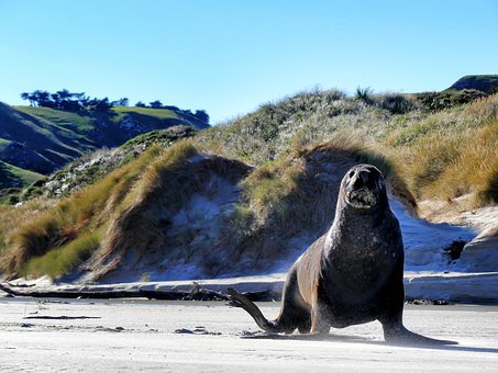 Free Sea Lion Seal photo and picture