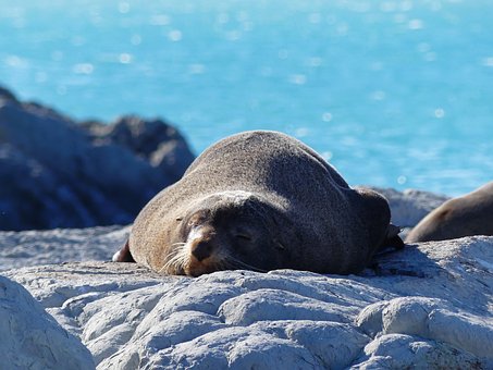 Free Seal Sea Lion photo and picture