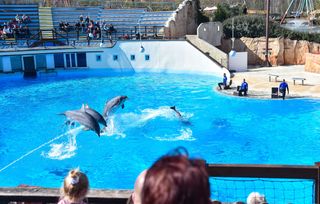 Jusqu’à quand verra-t-on des orques et dauphins en captivité en France ?