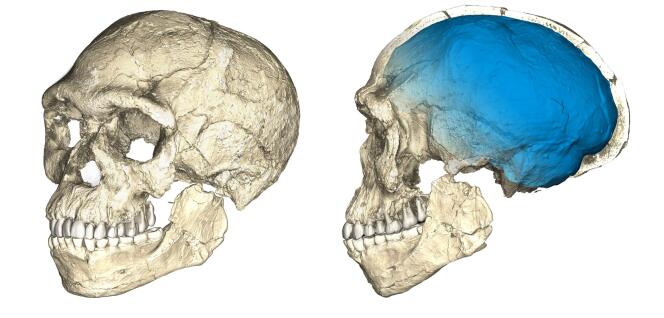 Reconstitution d’un crâne à partir de scans sur plusieurs fossiles originaux d’« Homo sapiens » trouvés sur le site marocain de Djebel Irhoud.
