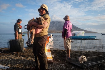 Indonésie Des bénévoles sauvent les animaux près d’un volcan malgré l’état d’alerte maximum