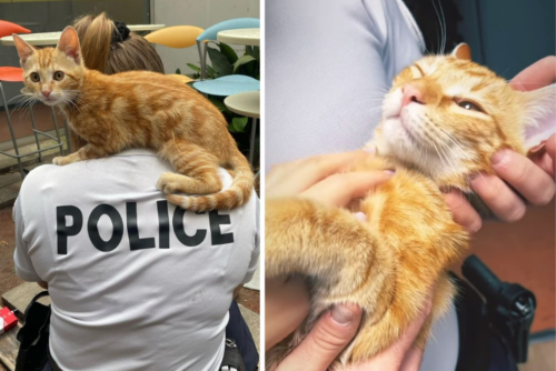 Sauvé par la police, le petit chaton Vénix a été adopté par le commissariat de Vénissieux.