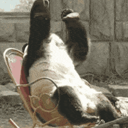 Un panda sur la chaise