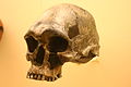 Kow Swamp skull, 13-9,000 ya