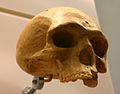 Homo Heidelbergensis, a likely precursor to H. sapiens, dating as far back as 800,000 years