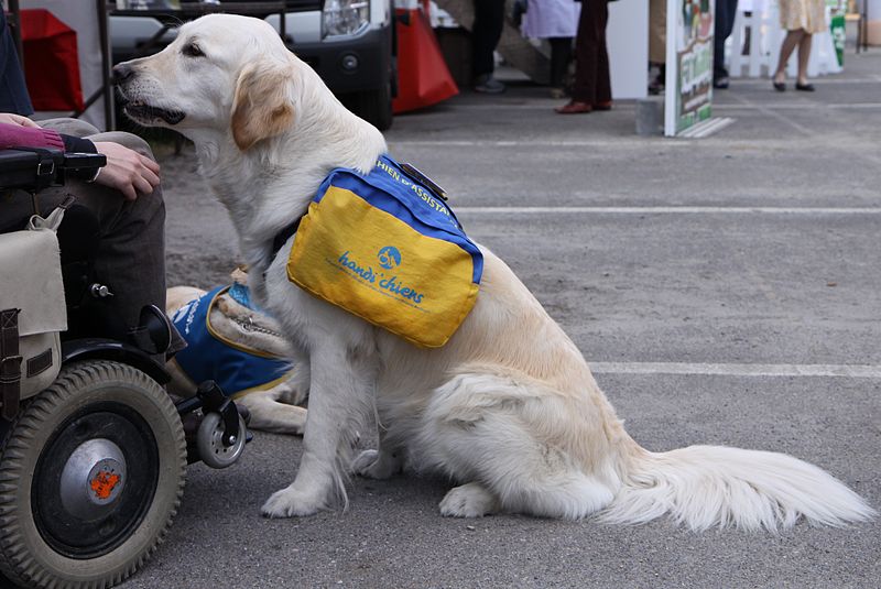 File:ENVA - JPO2010 - chien d'assistance pour handicapé bis.JPG