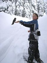 Bird perching on snowshoer's hand, British Columbia