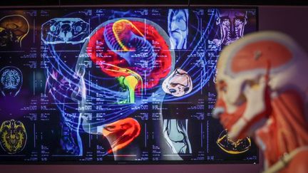 Les métiers de créativité et en équipe stimulent davantage le cerveau (illustration : exposition "Mission corps humain" au Pavillon des sciences de Montbéliard/2021). (LIONEL VADAM  / MAXPPP)
