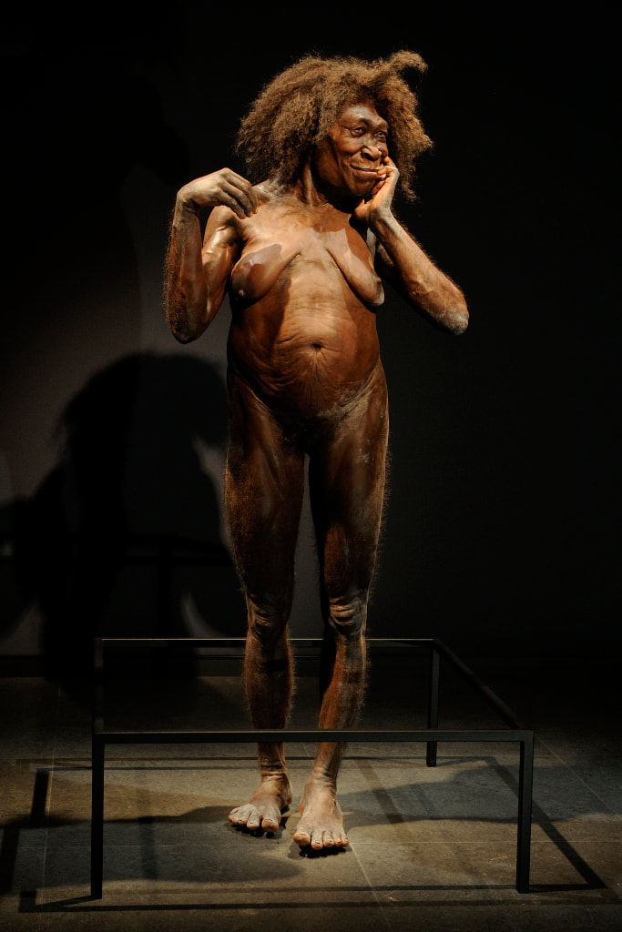 Homo erectus - Reconstitution